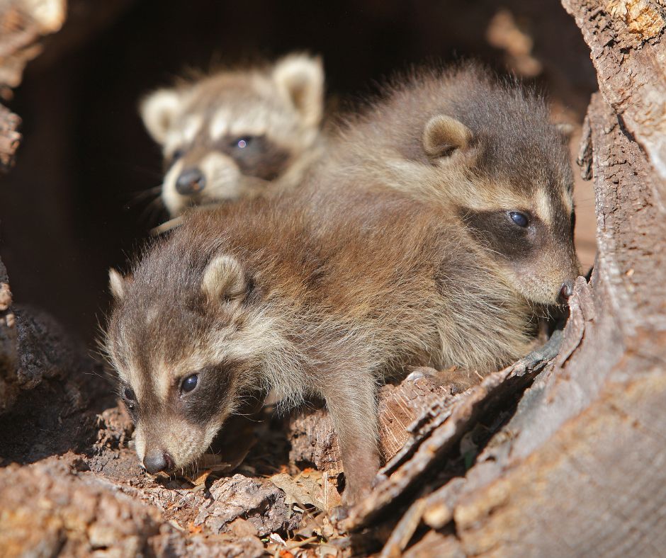 Wildlife Removal Henrico VA - Critter Authority