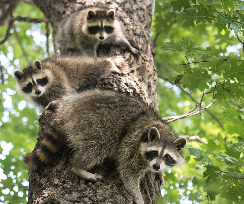 Multiple Raccoons Wildlife Removal Short Pump VA - Critter Authority