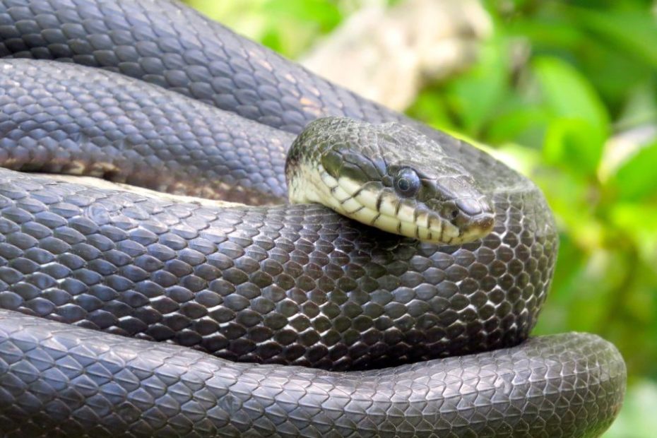 eastern rat snake