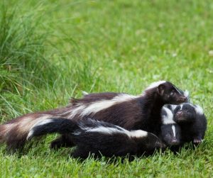 family of skunks together in grass