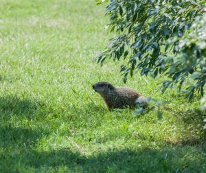 groundhog hanging out inside summer yard