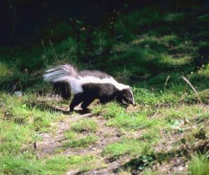 skunk walking through the woods on a trail