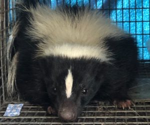 cute skunk laying down