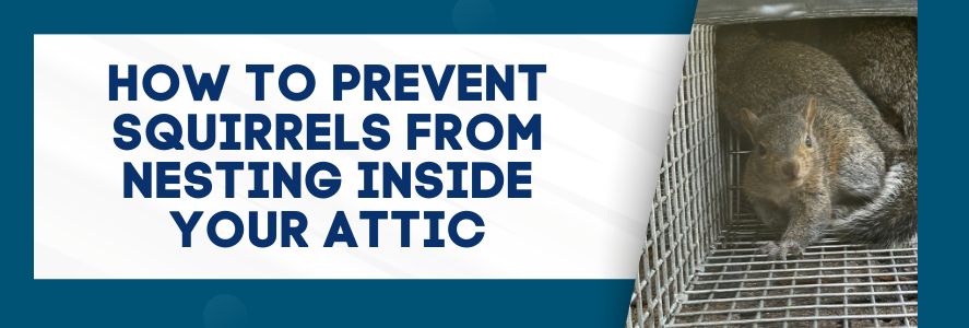 How To Prevent Squirrels From Nesting Inside Your Attic