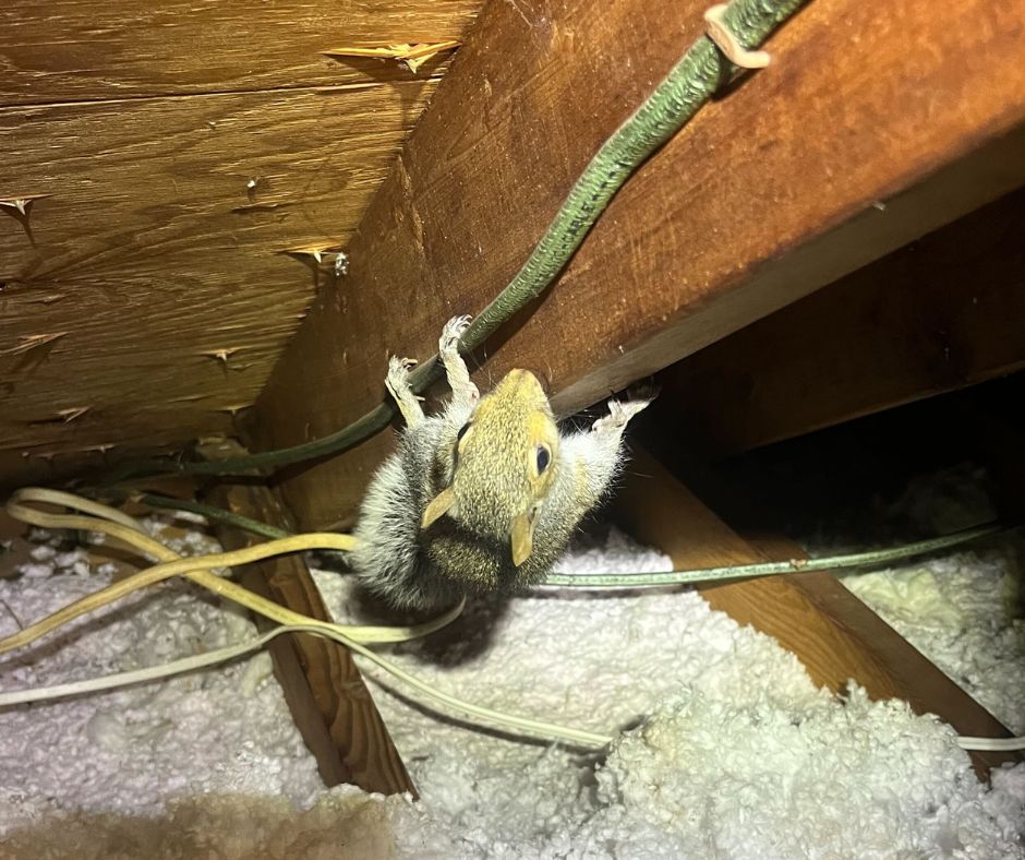 How To Prevent Squirrels From Nesting Inside Your Attic - Critter Authority