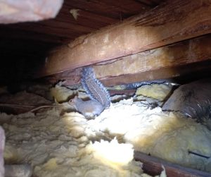 squirrel standing inside yellow batted attic insulation