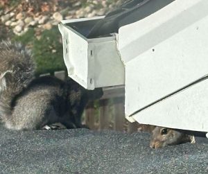 squirrels on roof trying to get into attic