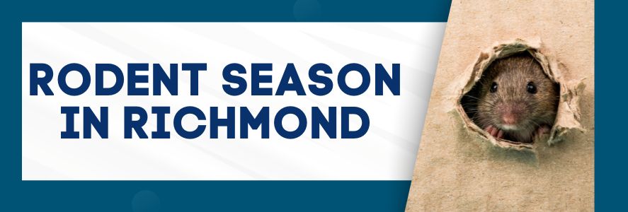 Rodent Season in Richmond