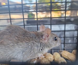 roof rat
