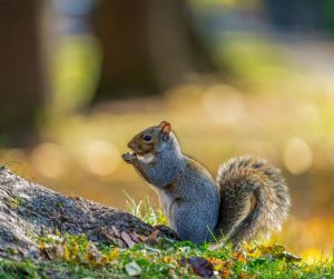 squirrel in autumn