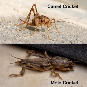 Cricket Pest Control in Richmond- Critter Authority