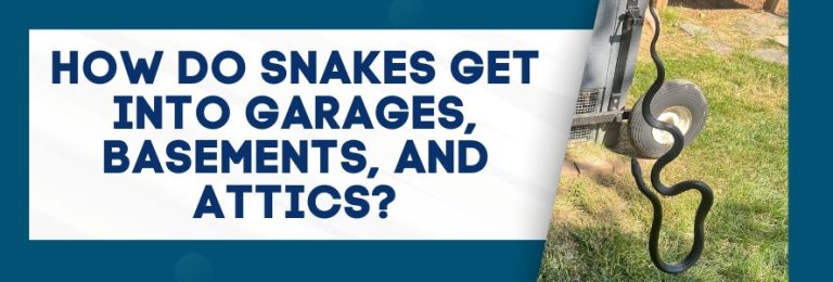 How Do Snakes Get Into Garages, Basements, and Attics? - Critter Authority