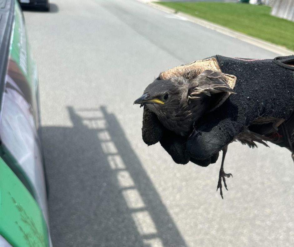 Why Birds Are Nesting in Your Vents (And How to Stop Them)