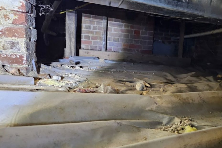 dirty crawl space critter authority august blog