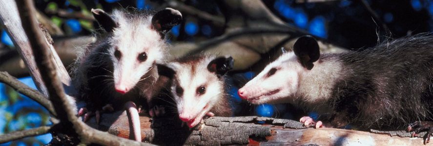 Baby opossums in tree in yard in Richmond VA