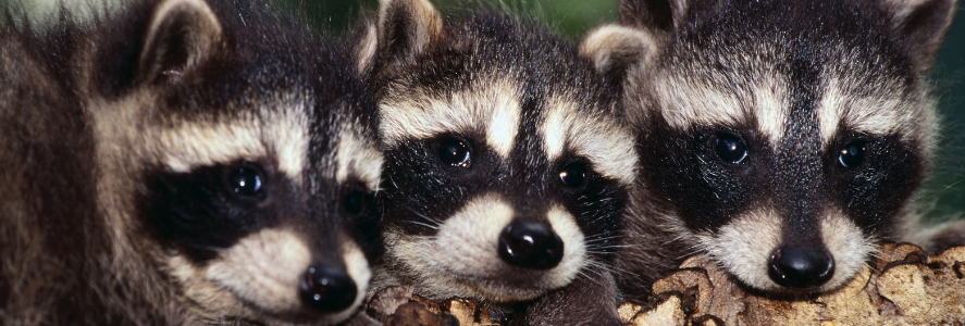 Raccoons in mating season in Richmond VA