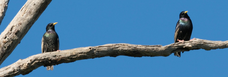 Starling in Richmond VA Critter Authority