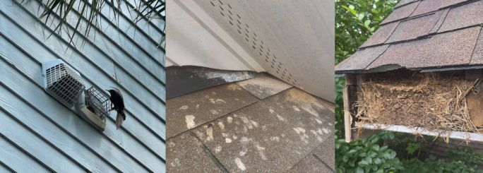 Signs of birds nesting in attic Critter Authority Richmond, VA