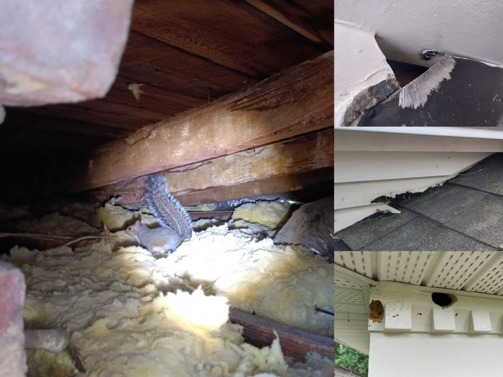 Signs of Squirrels in your home Critter Authority Squirrel Removal in Richmond VA