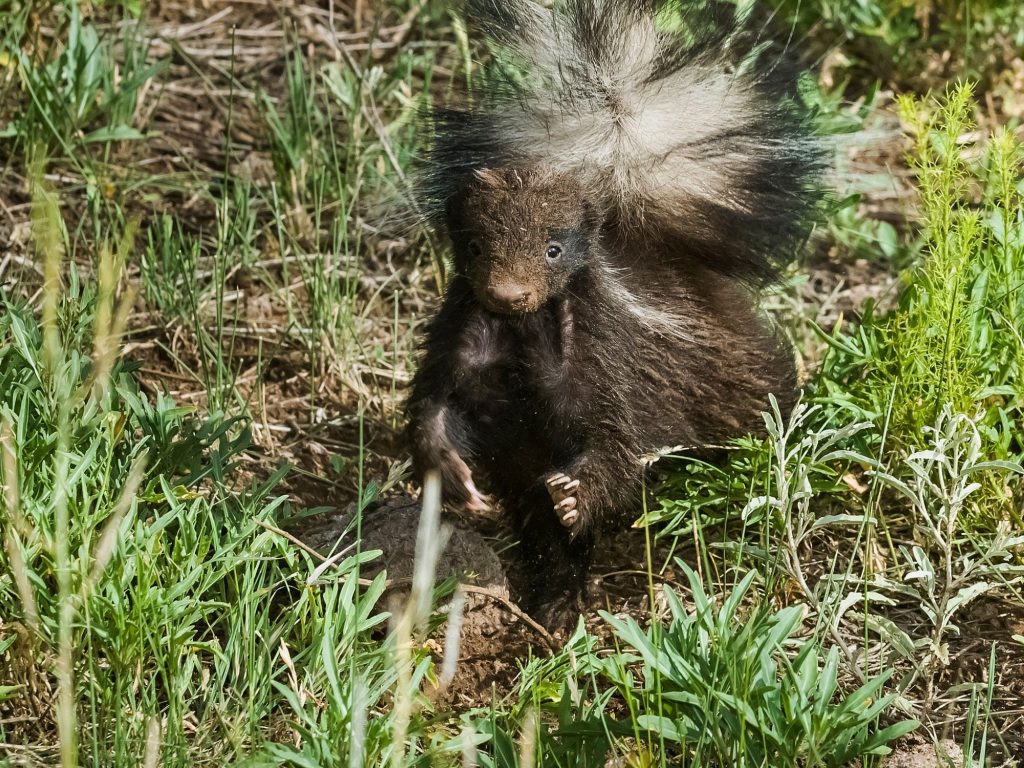 Skunk lawn damage skunk digging in yard skunk removal near Richmond VA- Critter Authority