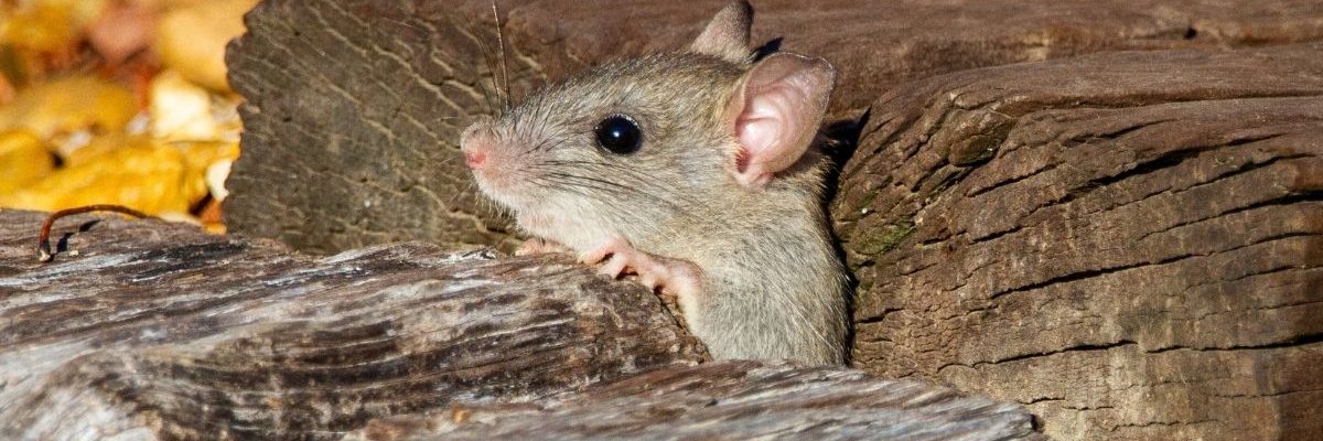 Rat Exterminator Richmond