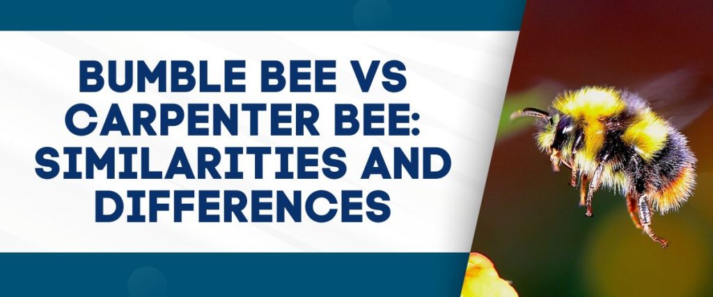 bumble bee vs carpenter bee