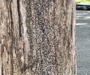 termites feeding on tree