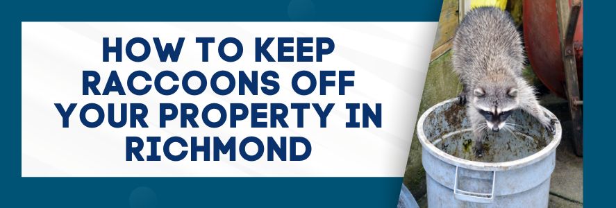 How To Keep Raccoons Off Your Property in Richmond