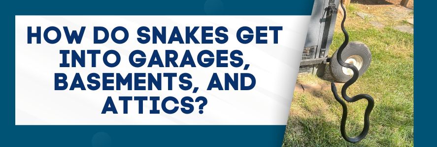 How Do Snakes Get Into Garages, Basements, and Attics