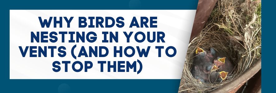 Why Birds Are Nesting in Your Vents (And How to Stop Them)