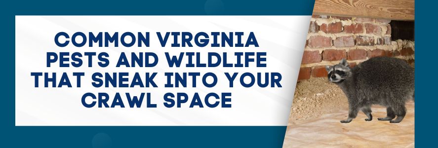 Common Virginia Pests and Wildlife That Sneak Into Your Crawl Space