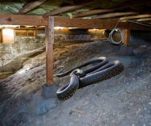 snake in crawl space